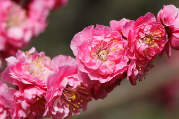 紅梅（獅子頭）