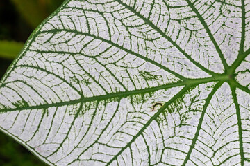 close up of leaf