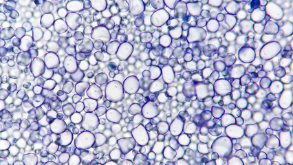 Sweet potato starch grain. Stained by lugol iodine. Selective focus image