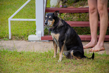Cute Australian Kelpie dog, doggo looking at camera, green grass, brown eyes, black and tan dog