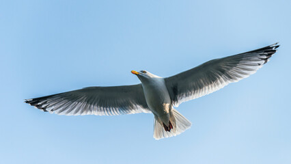 Fototapeta na wymiar European Herring Gull, Larus argentatus 