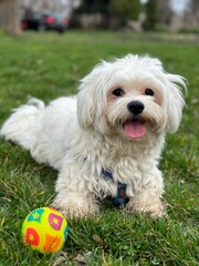 white terrier puppy