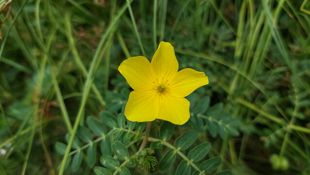 Devil&rsquo;s thorn (Tribulus terrestris) grow at the beach in Lombok island, Indonesia. Selective focus image