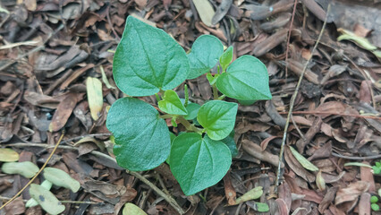 Pepper elder or shining bush plant (Peperomia pellucida) grow well in the wild. Selective focus image