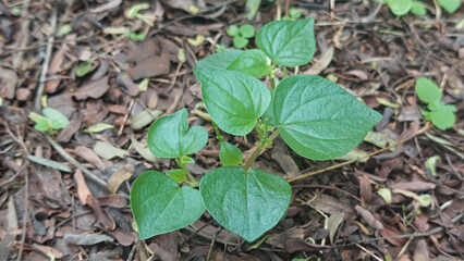 Pepper elder or shining bush plant (Peperomia pellucida) grow well in the wild. Selective focus image