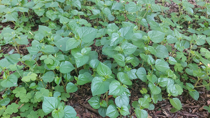Pepper elder or shining bush plant (Peperomia pellucida) grow well in the wild. Selective focus image