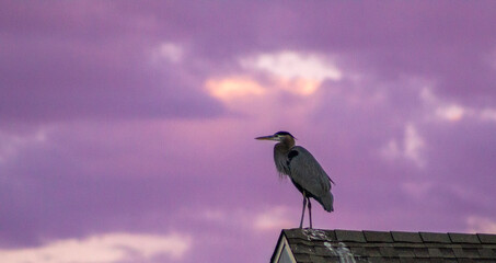 heron on a branch