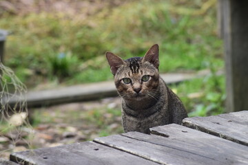 a relaxed cat, waiting for food from its master