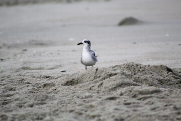 black headed gull
