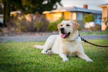 Puppy English yellow labrador retriever in front lawn of house