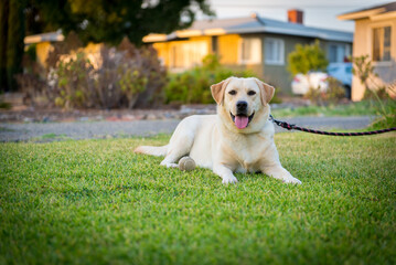 Puppy English yellow labrador retriever in front lawn of house