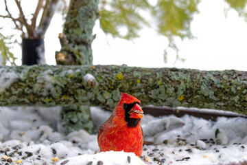 The northern cardinal (Cardinalis cardinalis)