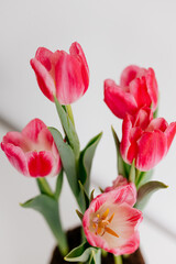 Pink tulips and engagement rings with diamonds on white background. Background for Valentine's Day. Gift for Mother's Day, international Women's Day, March 8th. Spring Mock ups. Space for text