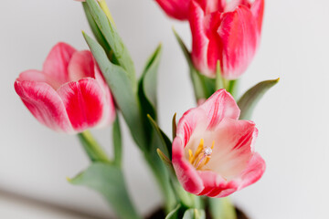 Fototapeta premium Pink tulips and engagement rings with diamonds on white background. Background for Valentine's Day. Gift for Mother's Day, international Women's Day, March 8th. Spring Mock ups. Space for text