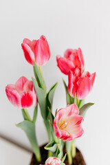 Pink tulips and engagement rings with diamonds on white background. Background for Valentine's Day. Gift for Mother's Day, international Women's Day, March 8th. Spring Mock ups. Space for text