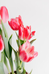 Obraz premium Pink tulips and engagement rings with diamonds on white background. Background for Valentine's Day. Gift for Mother's Day, international Women's Day, March 8th. Spring Mock ups. Space for text