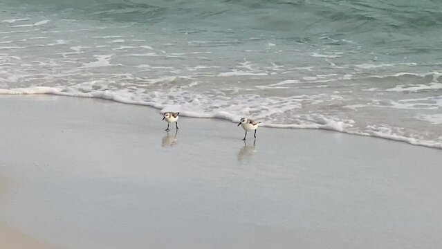 Sanderlings Running back and forth with the surf while feeding on the beach in Destin, Florida