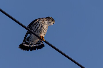 The Merlin (Falco columbarius), juvenile bird.  Is a small species of falcon. Natural scene from Wisconsin. Can catch birds larger than itself, but hunts insects and smaller prey. 