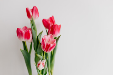Fototapeta premium Pink tulips and engagement rings with diamonds on white background. Background for Valentine's Day. Gift for Mother's Day, international Women's Day, March 8th. Spring Mock ups. Space for text