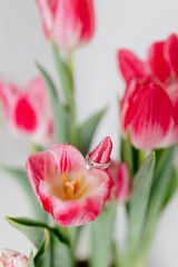 Pink tulips and engagement rings with diamonds on white background. Background for Valentine's Day. Gift for Mother's Day, international Women's Day, March 8th. Spring Mock ups. Space for text