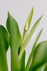 Obraz premium An engagement ring in white gold with a diamond lies in a bouquet of white tulips on white background. Gift for Women's Day, Valentine's Day. Beautiful spring background with green leaves. Mock up
