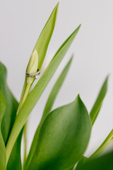 Obraz premium An engagement ring in white gold with a diamond lies in a bouquet of white tulips on white background. Gift for Women's Day, Valentine's Day. Beautiful spring background with green leaves. Mock up