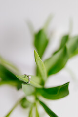 An engagement ring in white gold with a diamond lies in a bouquet of white tulips on white background. Gift for Women's Day, Valentine's Day. Beautiful spring background with green leaves. Mock up