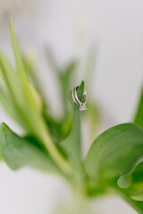 An engagement ring in white gold with a diamond lies in a bouquet of white tulips on white background. Gift for Women's Day, Valentine's Day. Beautiful spring background with green leaves. Mock up