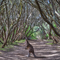Kangaroo, Anglesea, Australia