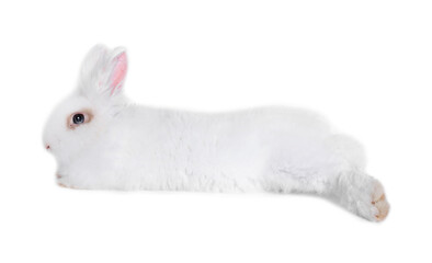 Fototapeta na wymiar Fluffy rabbit on white background. Cute pet