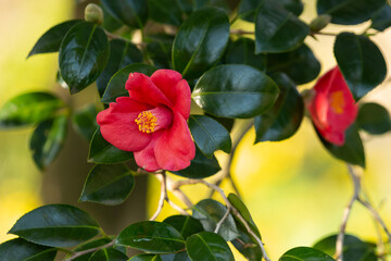 Pink, red, white. Camellia flowers blooming in beautiful colors.