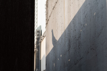 Shadow of a dove in the city on a huge concrete wall.