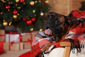 Cute dog covered with plaid on armchair in room decorated for Christmas