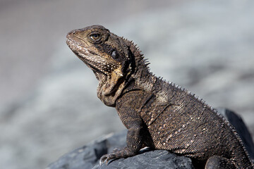 iguana on a rock