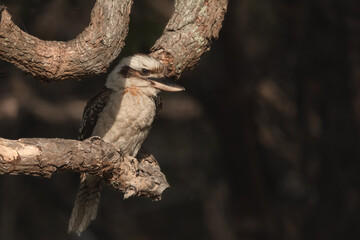 Kookaburra