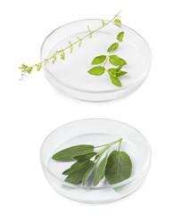 Fototapeta na wymiar Petri dishes with different plants on white background