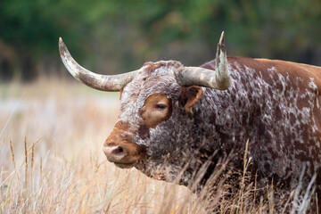 Red bull walking through tall grass