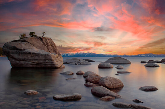 Bonsai Tree, Lake Tahoe