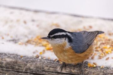 Red-breasted Nuthatch in the Winter