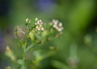  Capsella bursa pastoris blossom, on natural green background.
