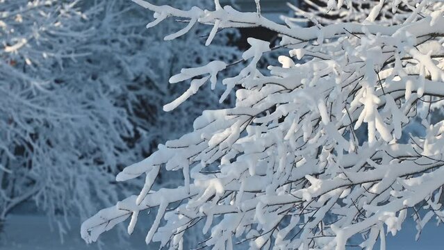 snow covered branches