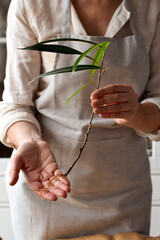Woman is holding Ficus Maclellandii stem with fresh roots being propagated