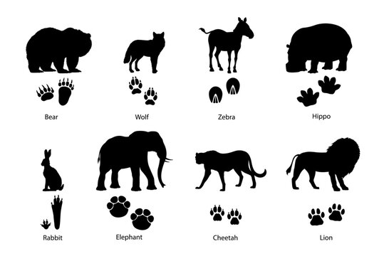 Animal footprints and silhouettes. Grizzly bear, wolf, zebra and hippopotamus, rabbit or hare, african elephant, cheetah savannah and lion wild cats silhouettes and animals paws vector footprints