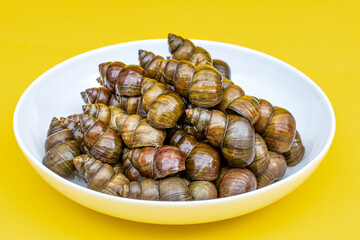 Fresh specialty whelk ingredients