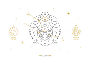 Taurus zodiac sign with description of personal features. Astrology horoscope card with zodiac constellation on white background thin line vector illustration © Sunflower