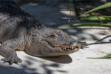 Alligator basking in the sun