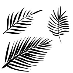 Tropical leaves vector illustration set of 3 realistic tropical leaf silhouettes black color shapes