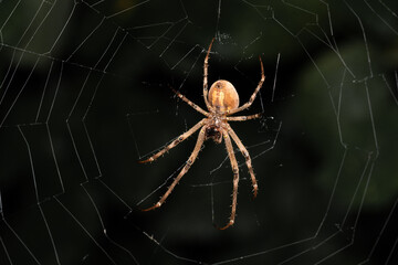 Bella araña tejiendo su telaraña