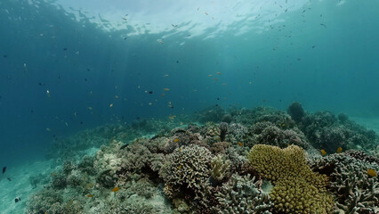 Wonderful and beautiful underwater colorful fishes and corals in the tropical reef. Philippines.