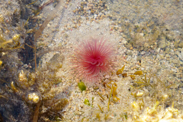 Naklejka na ściany i meble sea anemones in shallow water